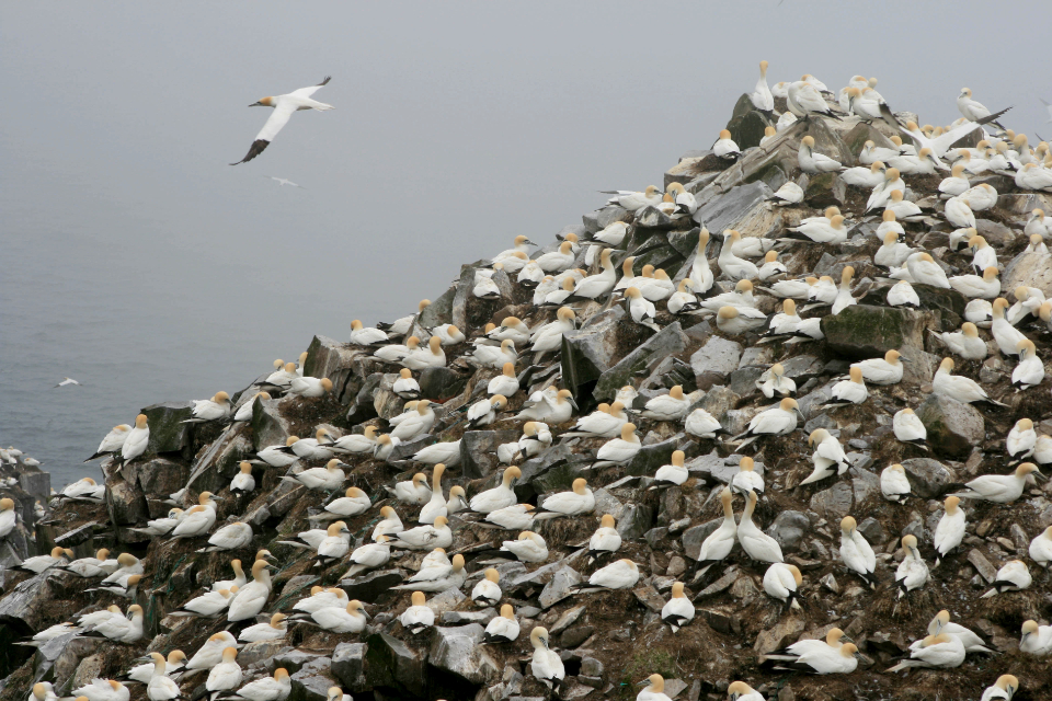Flock Birds