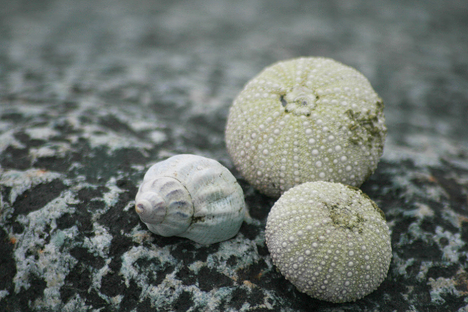 Seashell Nature