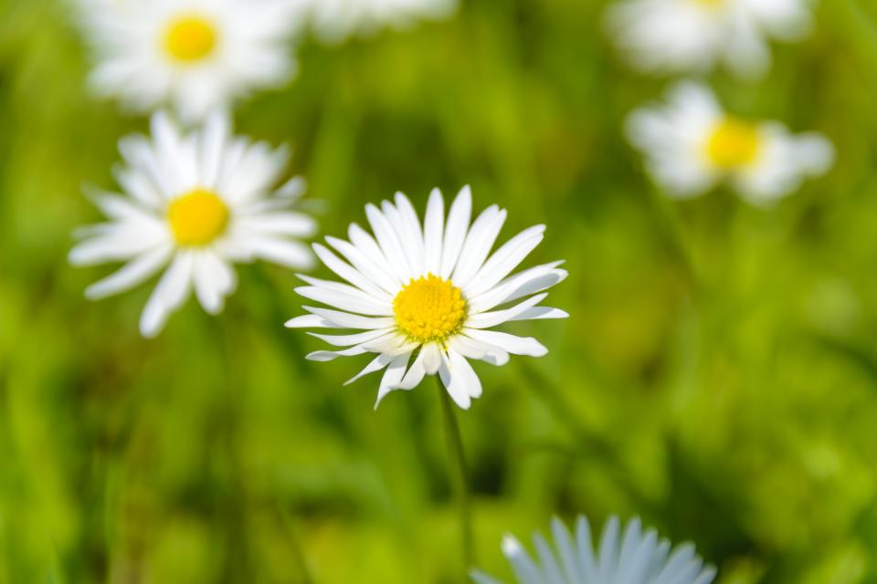 Flower White