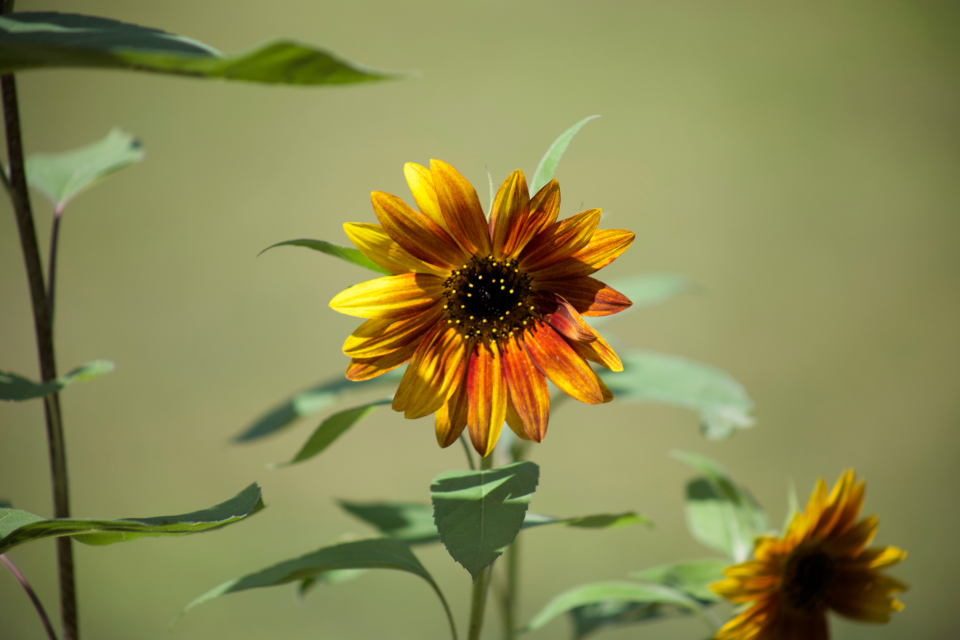 Daisy Flower