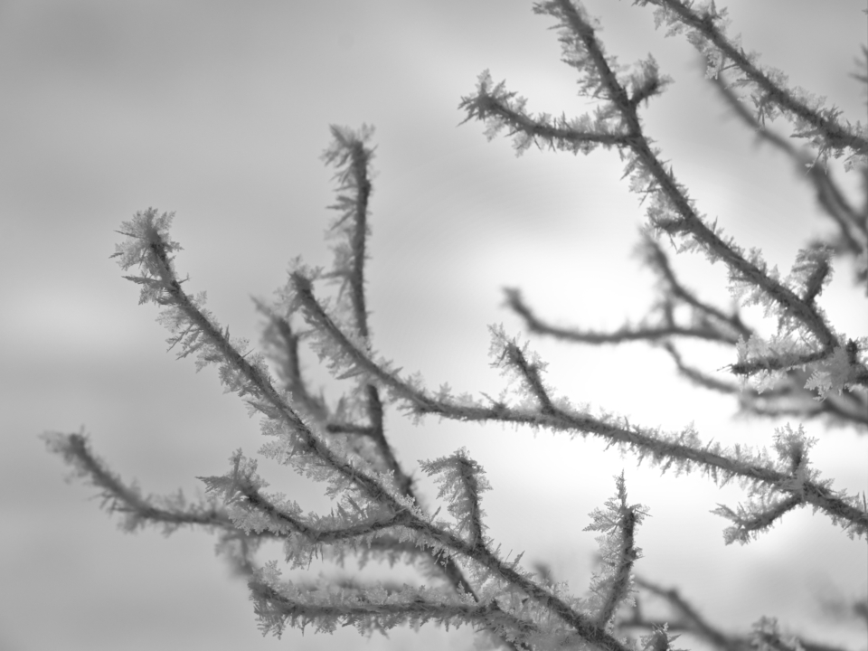 Ice Nature