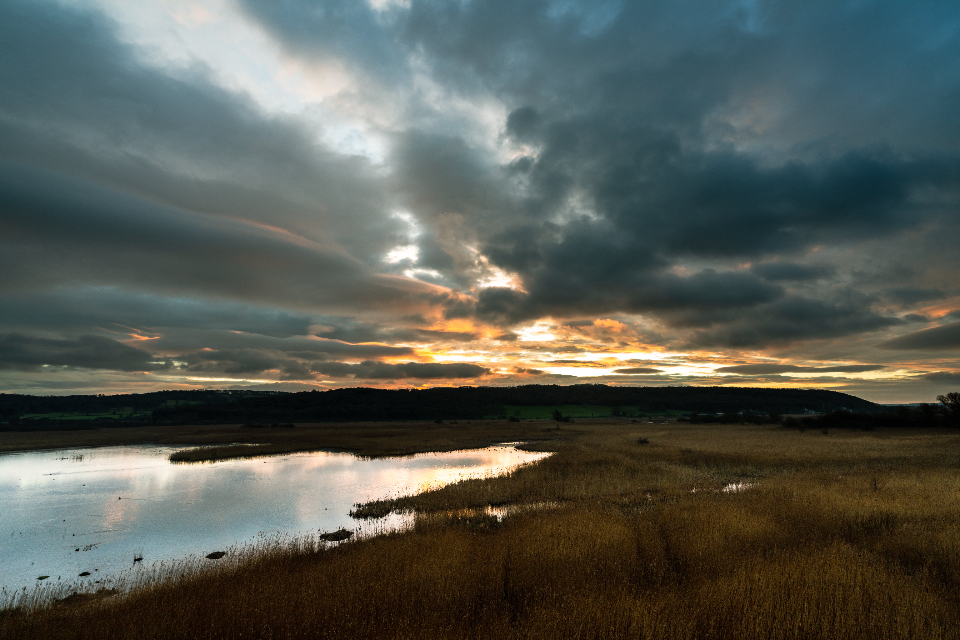 Marsh Wetland