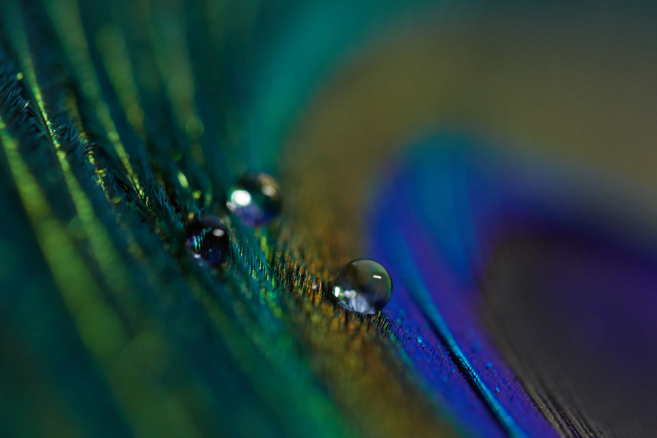 Peacock Feather