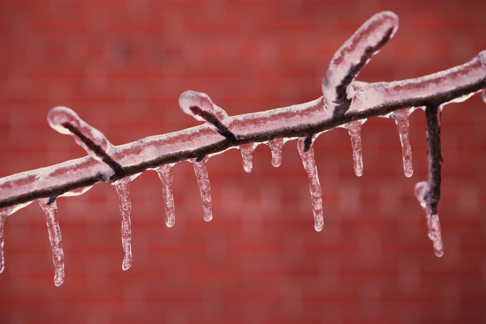 Branch Frozen