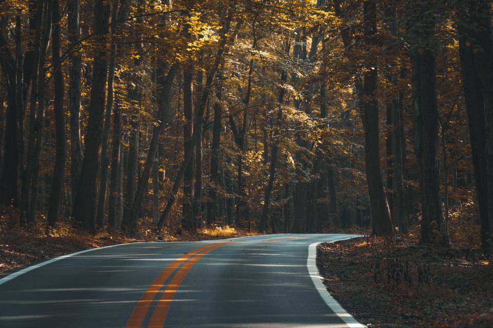 Trees Nature