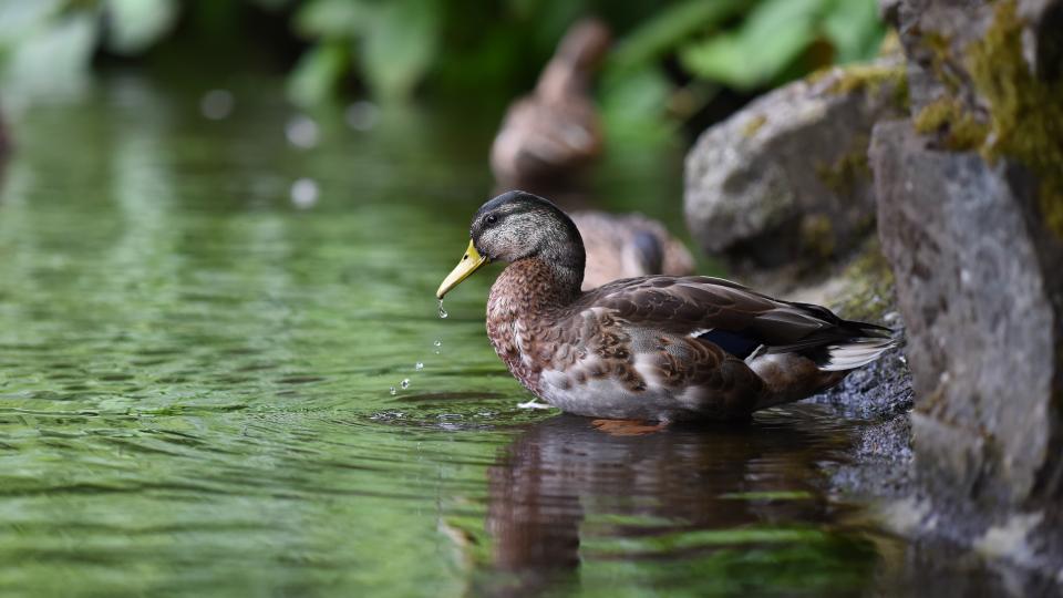 Bird Animal
