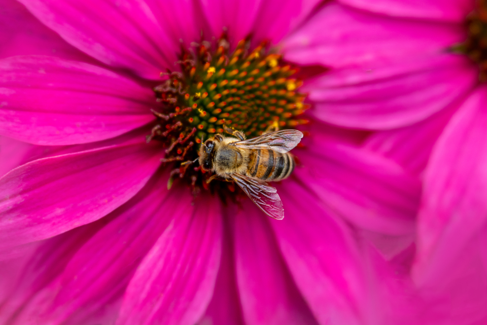 Bee Flower