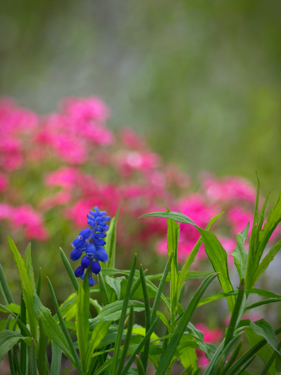 Purple Flowers
