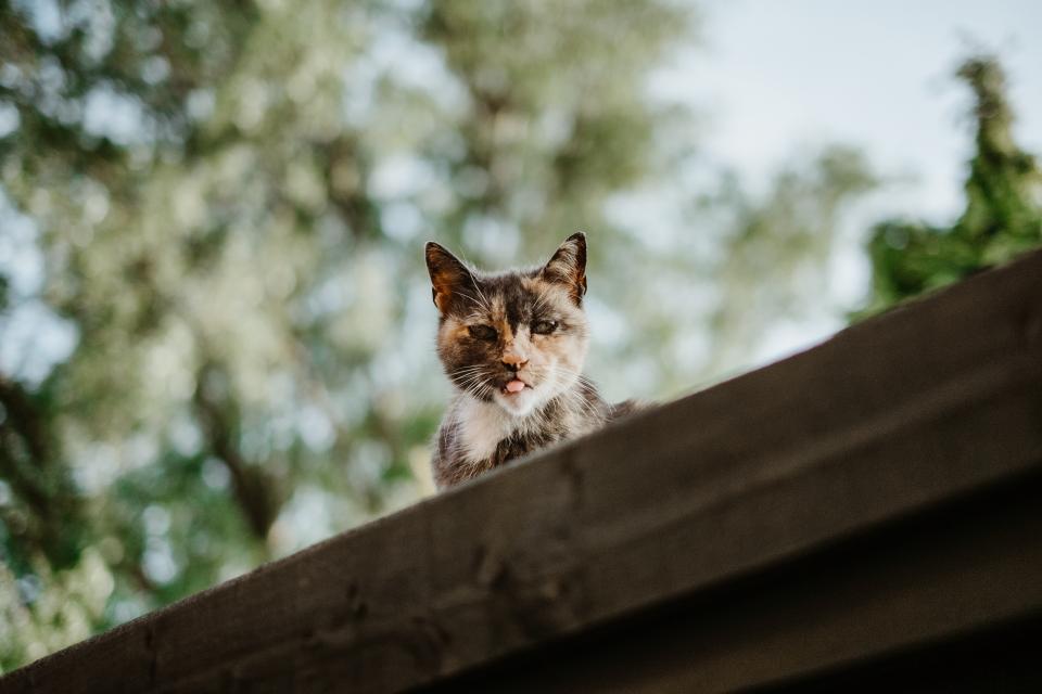 Cat Kitten