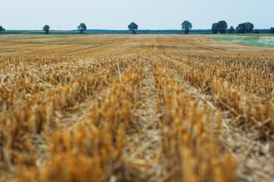 Field Crops