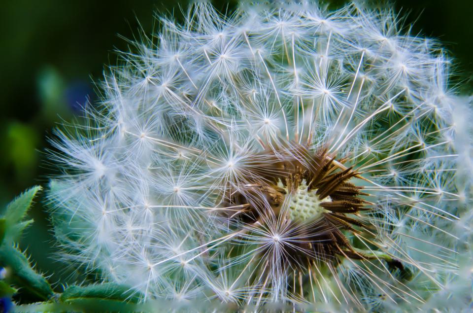 Dandelion Flower