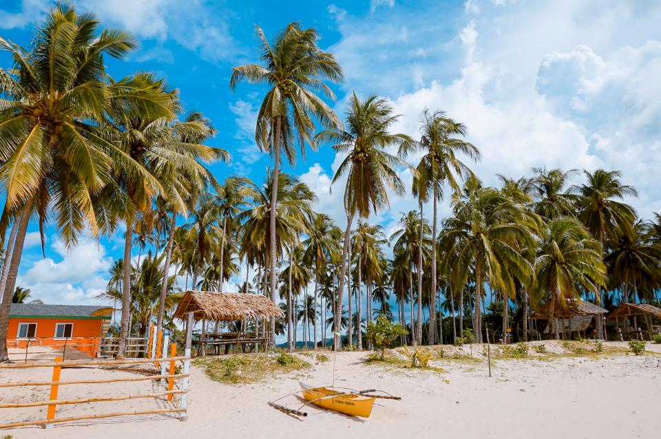 Palm Trees