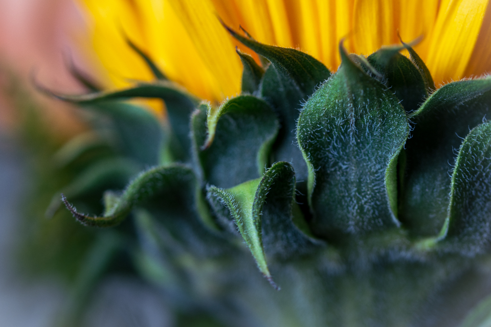Sunflower Blossom
