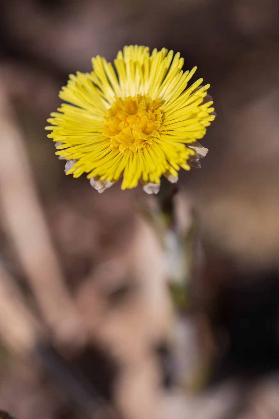 Yellow Flower
