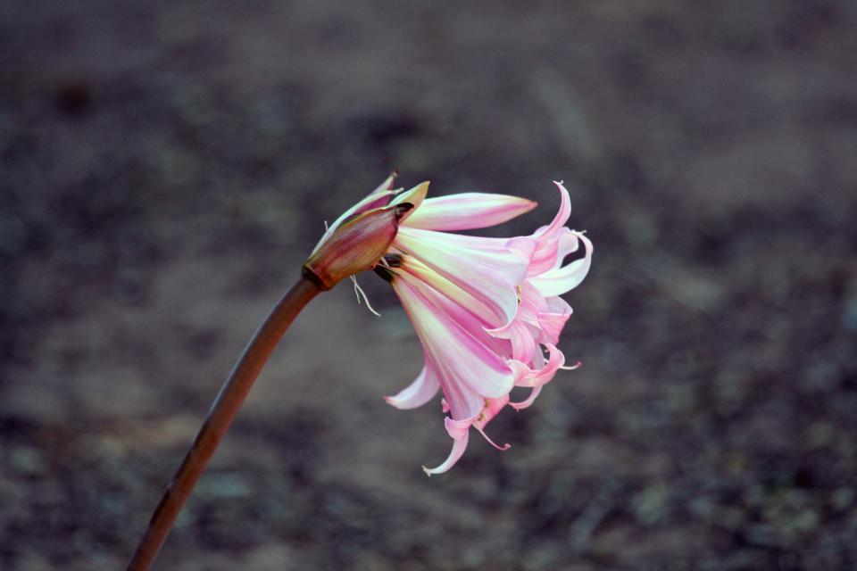 Flower Nature