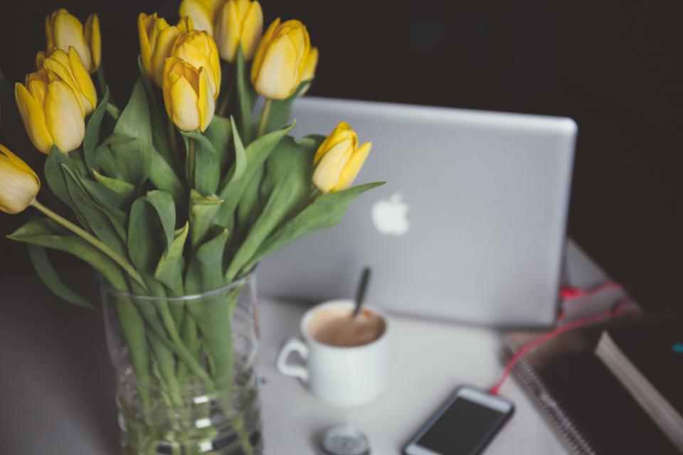 Tulips Flowers