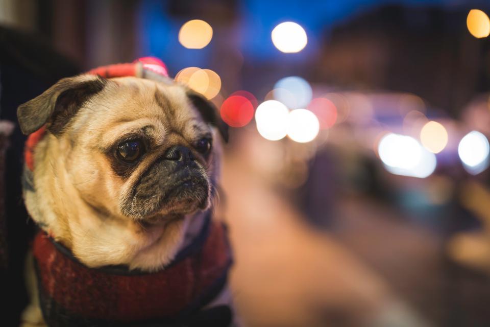 Animal Dog