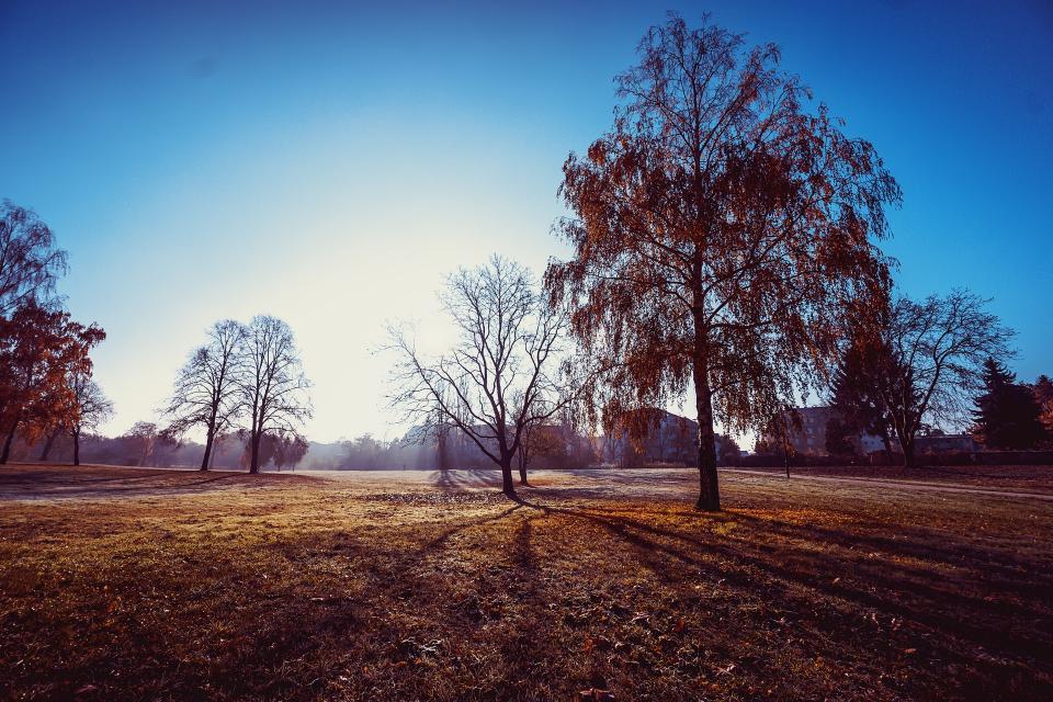 Trees Plant