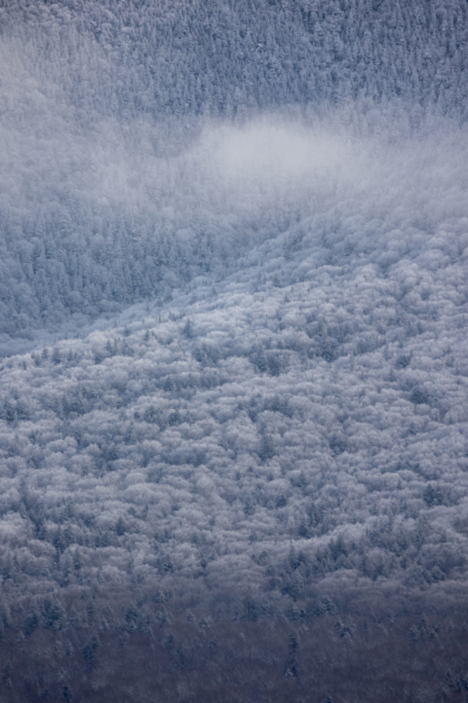 Winter Forest