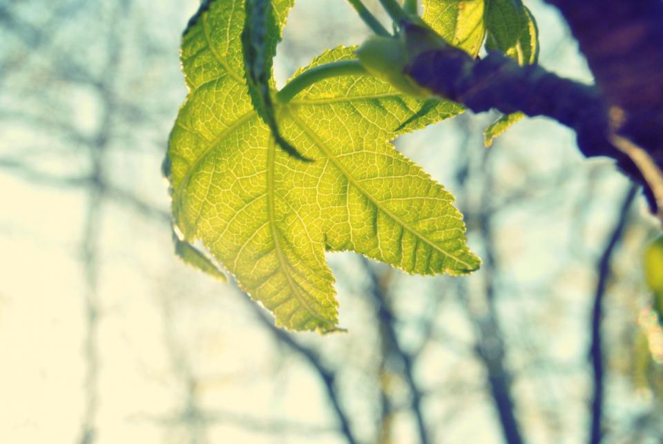 Green Plan