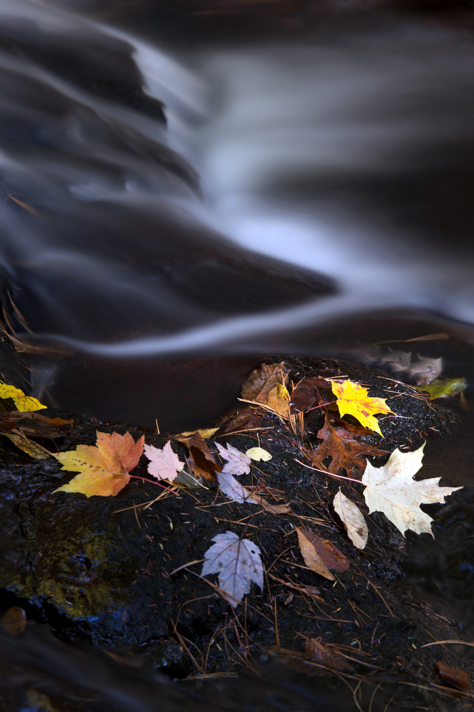 Autumn Leaves