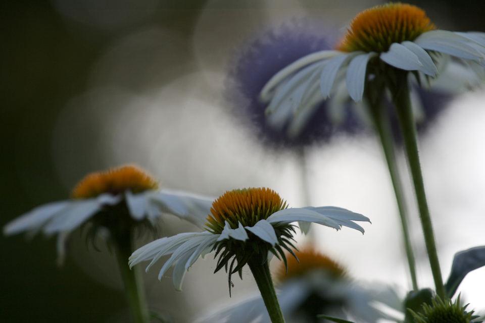 Daisies Nature