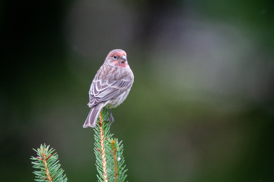 Bird Perched
