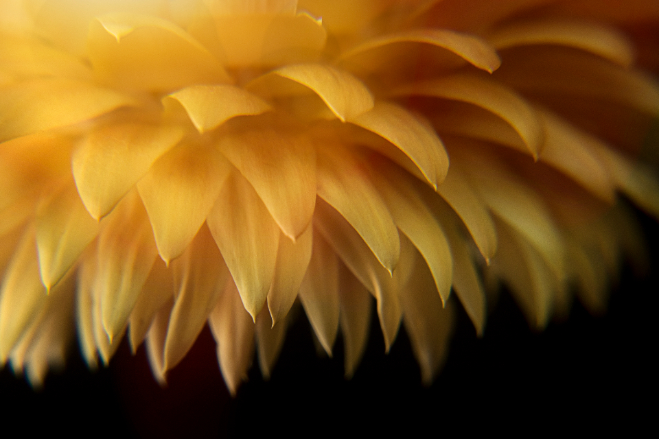 Abstract Flower