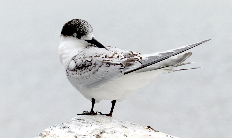 Bird Shore
