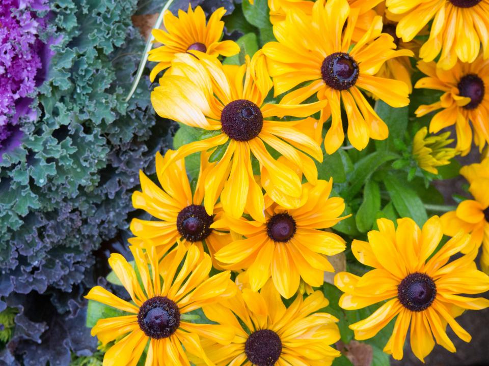 Flowers Nature