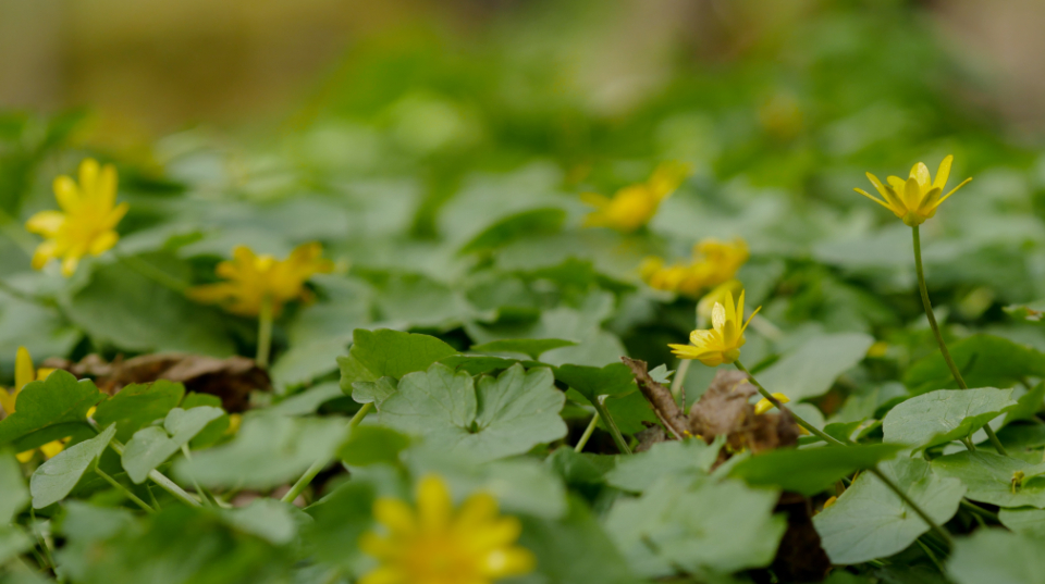 Yellow Flowers