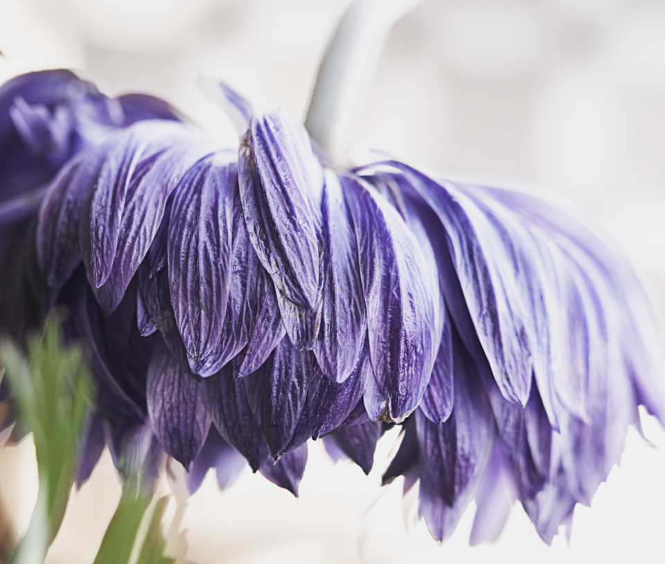 Abstract Flower