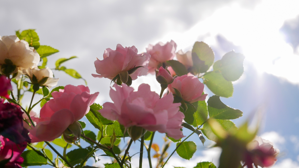 Pink Blossoms