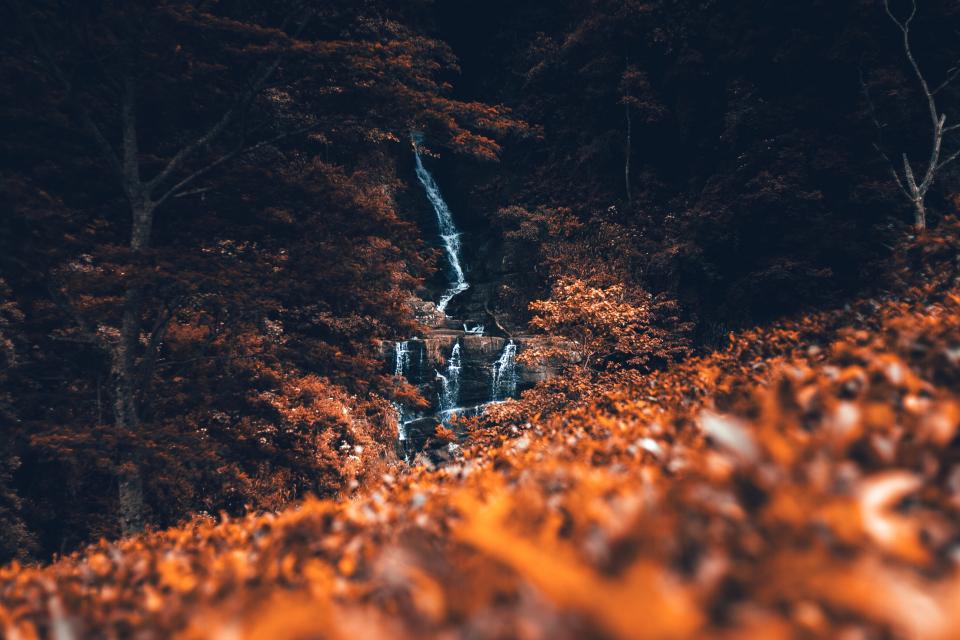 Leaf Fall
