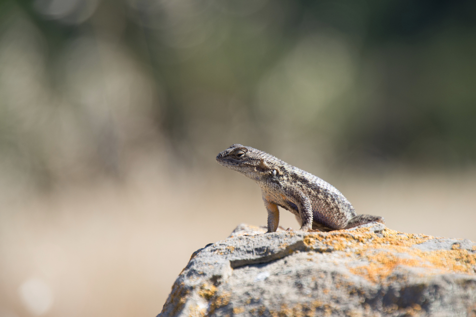 Lizard Nature