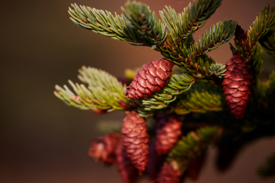 Pine Cone