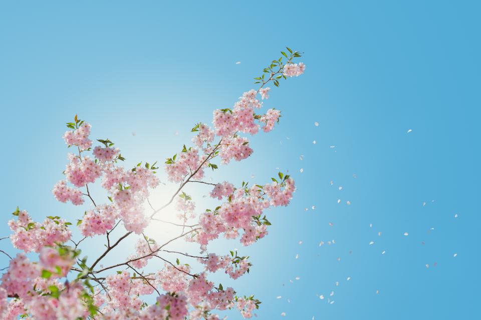 Flowers Nature