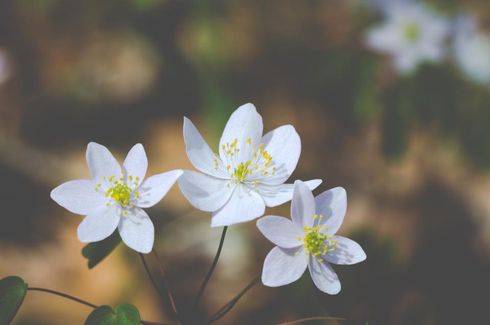 Flowers Wild