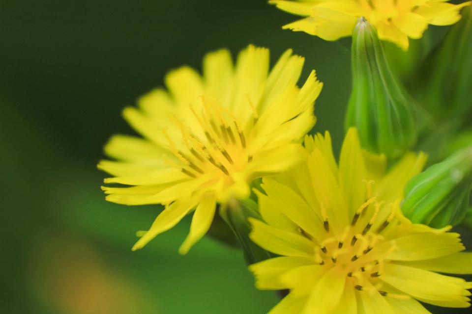 Yellow Petals