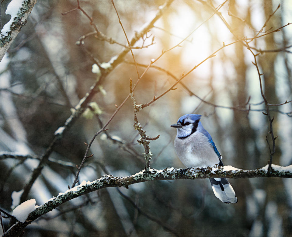 Bird Nature