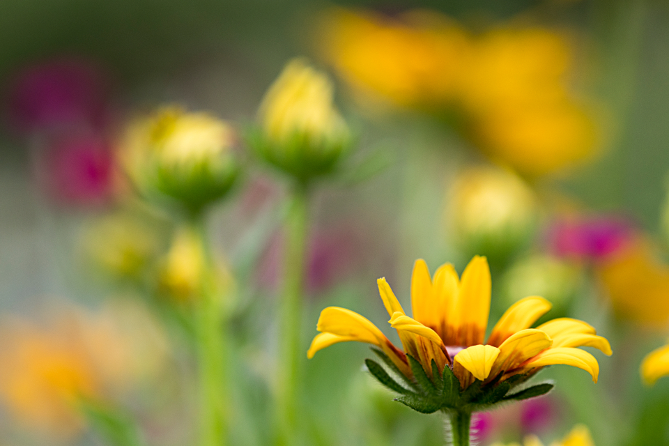 Flower Bloom