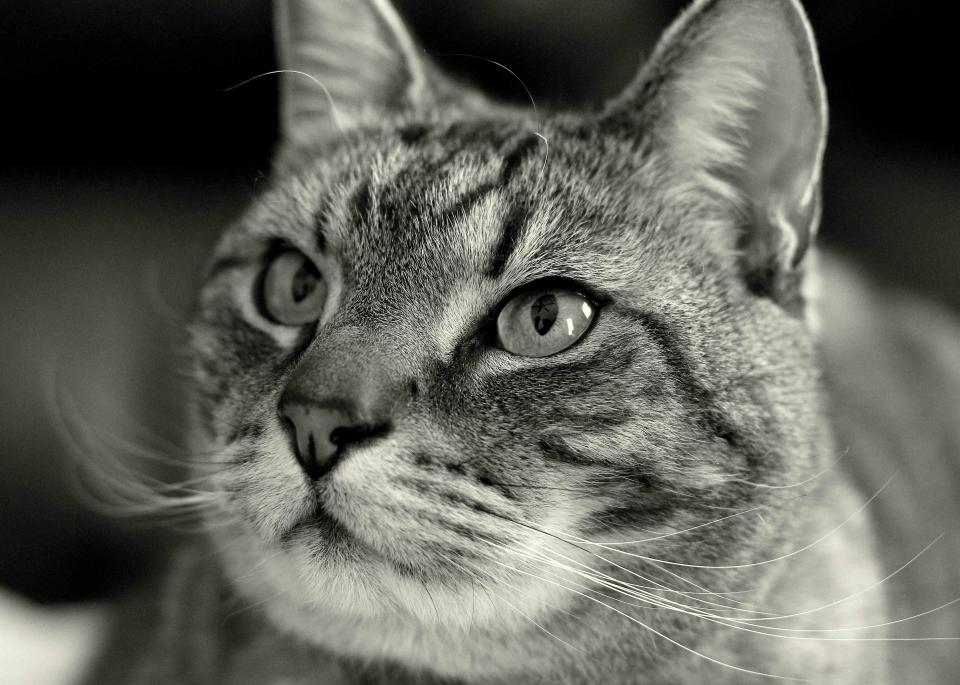 Cat Whiskers