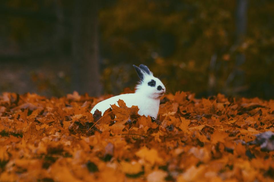 Leaves Fall