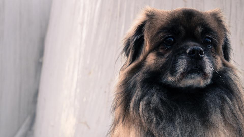 Dog Puppy