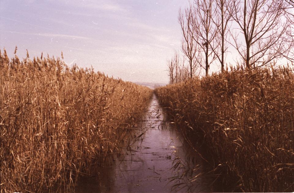 Grass Crops