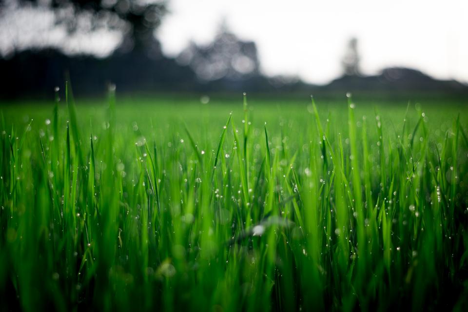 Green Plant