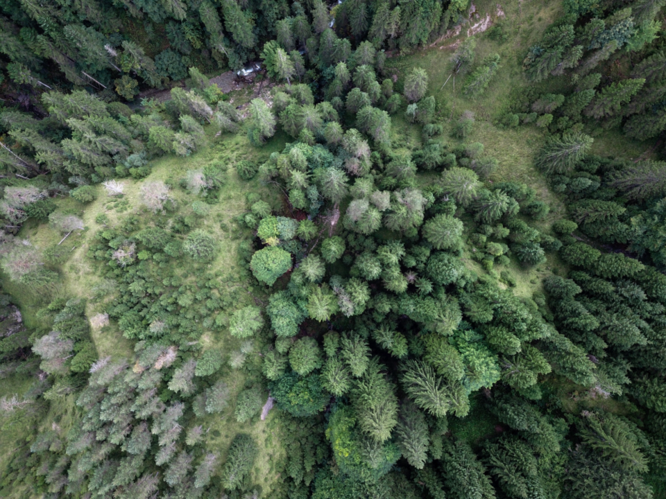 Forest Aerial