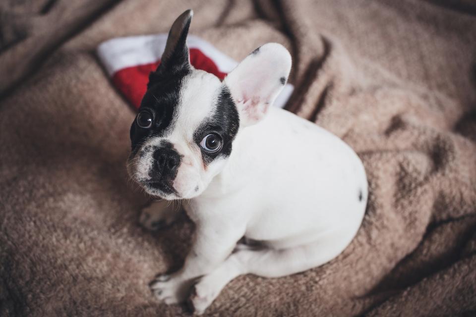 Dog Puppy