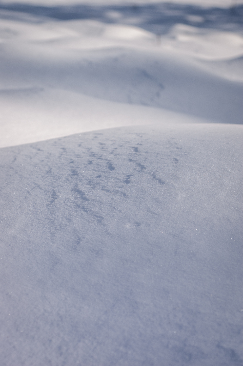 Snow Texture