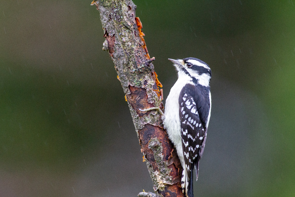 Bird Perched